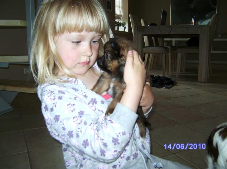 Blanding af racer King billede 2