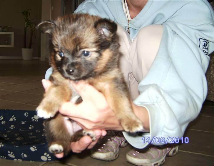 Blanding af racer King billede 4