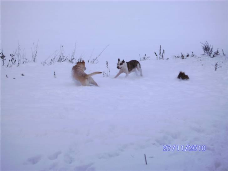 Blanding af racer King billede 5