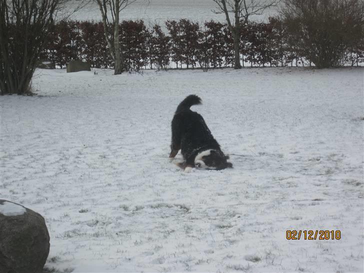 Berner sennenhund Muffe - Uhhh det er skønt.... billede 4