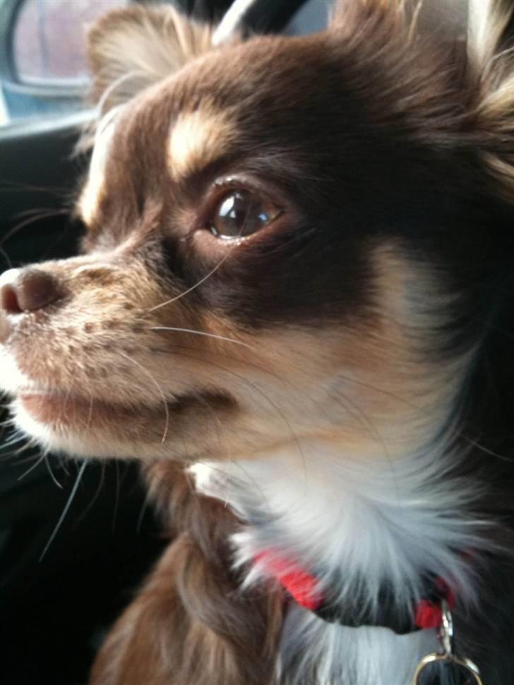 Chihuahua Mille billede 18