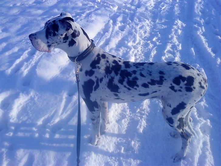 Grand danois Zenta - 9 mdr gammel billede 15