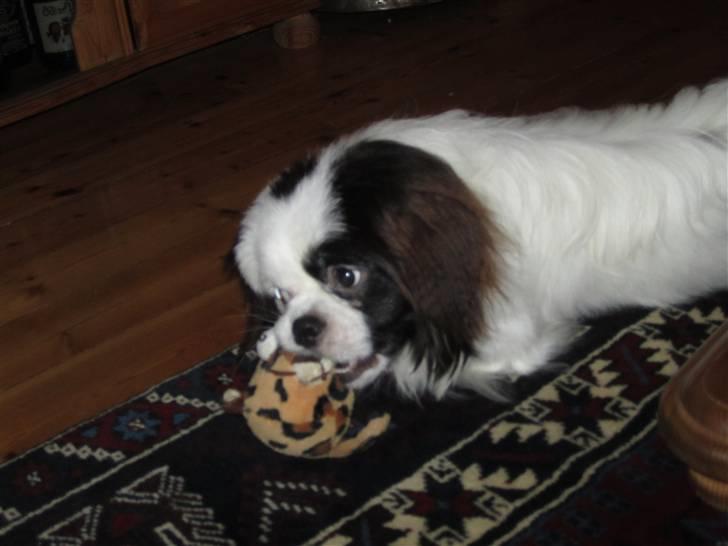 Blanding af racer Guffe billede 7