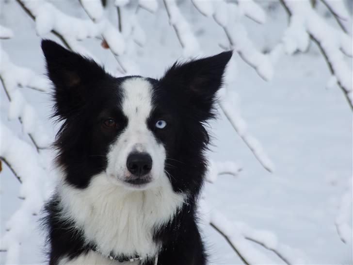 Border collie Succes billede 7