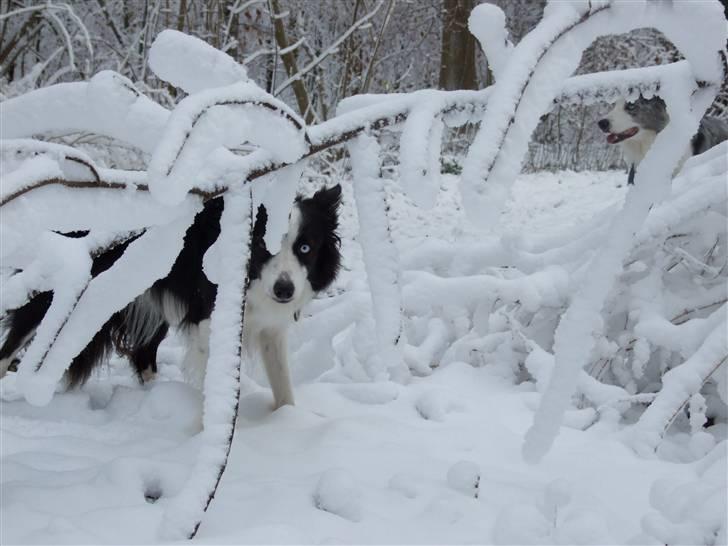 Border collie Succes billede 8