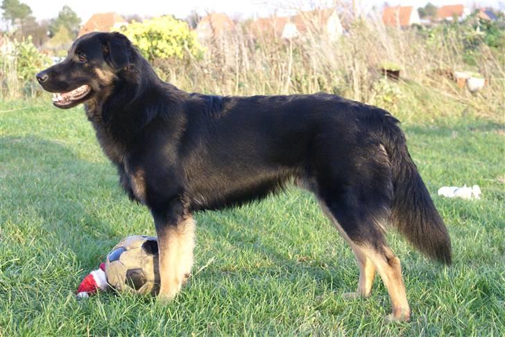 Blanding af racer Rollo billede 1