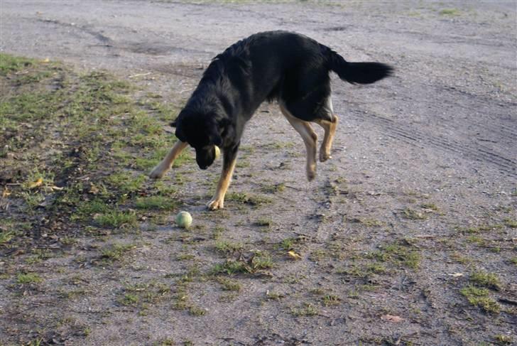 Blanding af racer Rollo billede 2