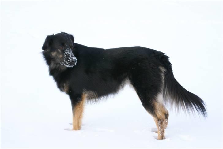 Blanding af racer Rollo billede 3