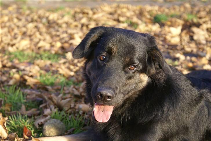 Blanding af racer Rollo billede 4