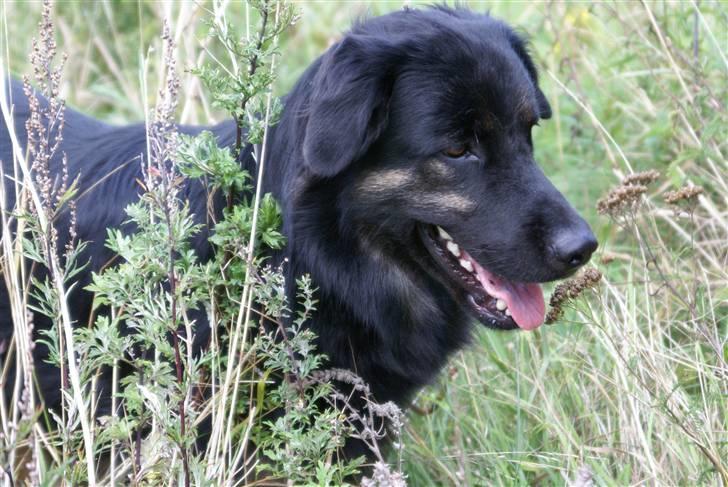 Blanding af racer Rollo billede 5