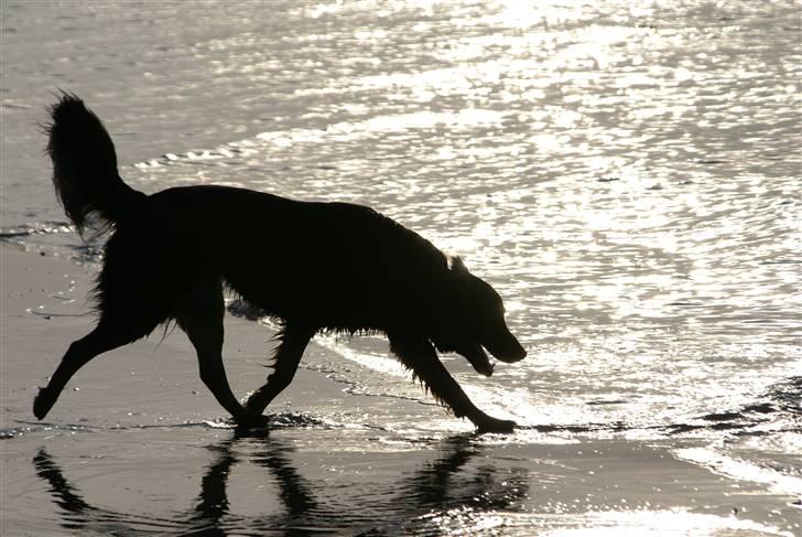 Blanding af racer Rollo billede 6