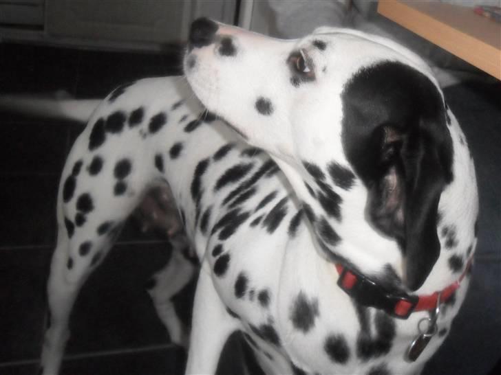 Dalmatiner Luka billede 6