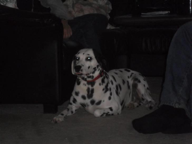 Dalmatiner Luka billede 7