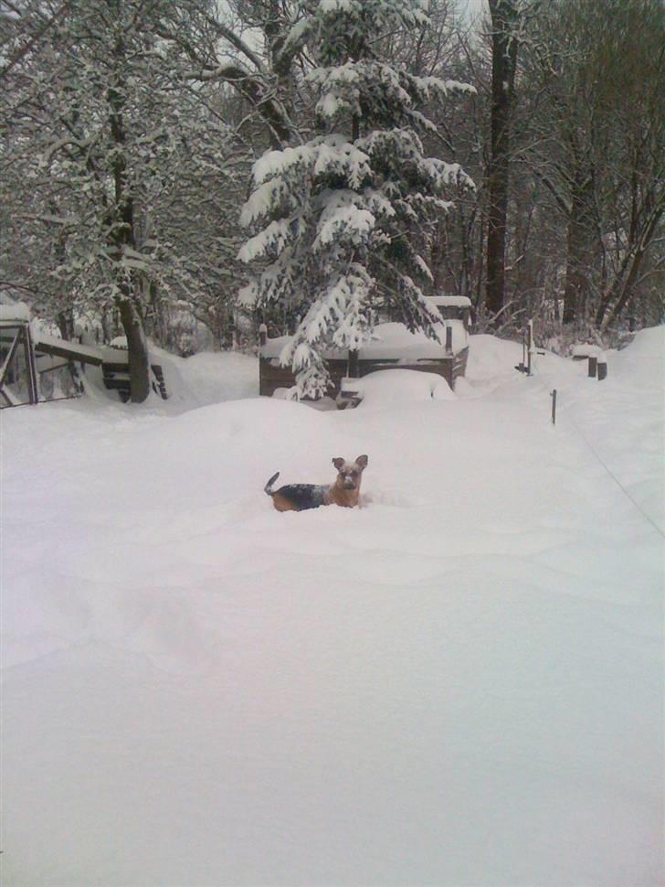 Blanding af racer † Bonzo † billede 15