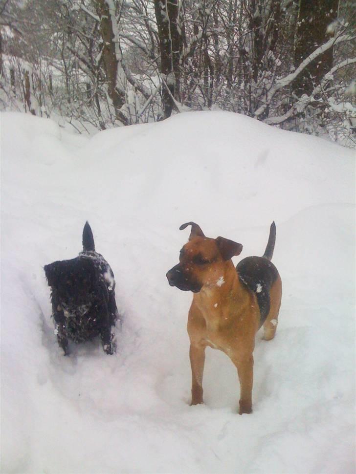 Blanding af racer † Bonzo † billede 16