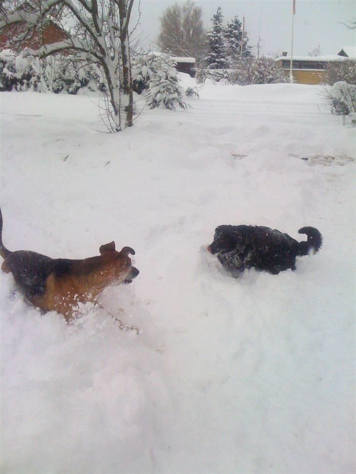 Blanding af racer † Bonzo † billede 17