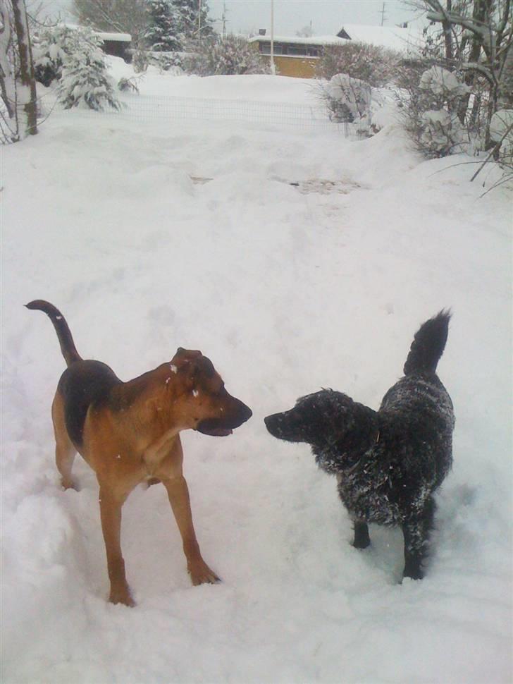 Blanding af racer † Bonzo † billede 18