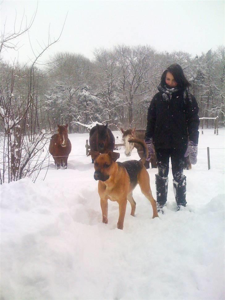 Blanding af racer † Bonzo † billede 19