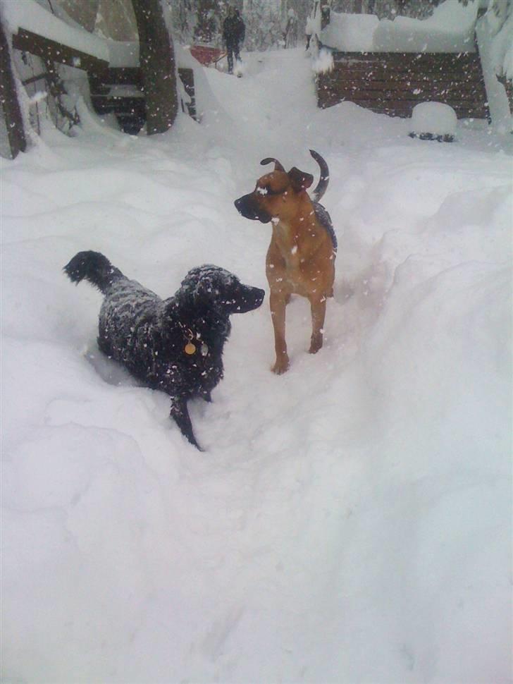 Blanding af racer † Bonzo † billede 20