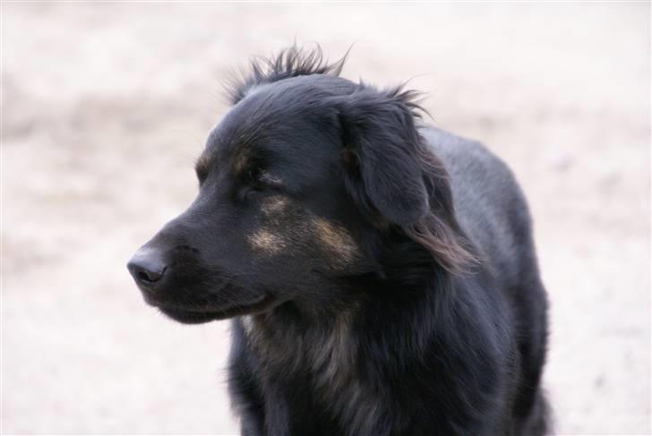 Blanding af racer Rollo billede 7