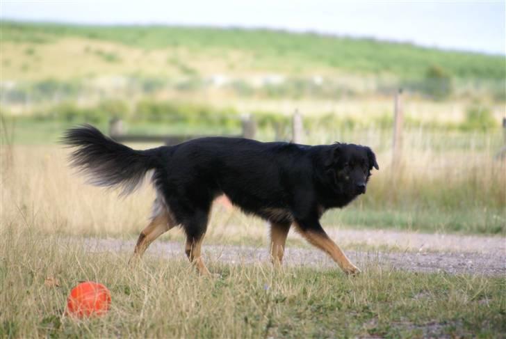 Blanding af racer Rollo billede 8