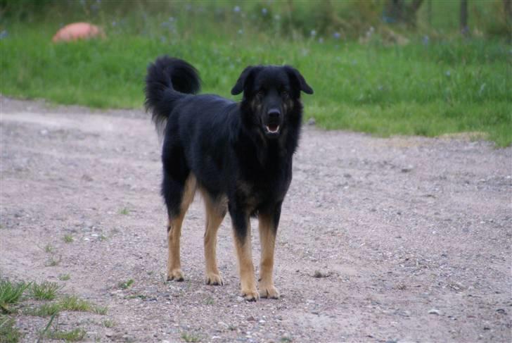 Blanding af racer Rollo billede 9