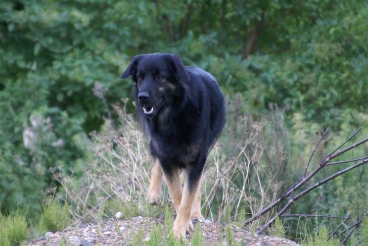 Blanding af racer Rollo billede 10