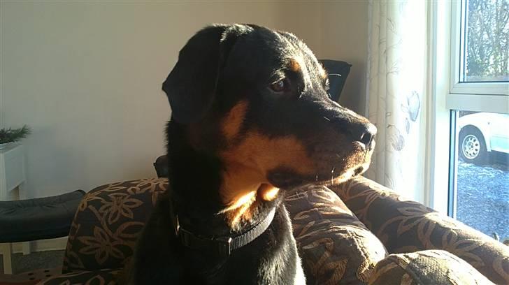 Rottweiler *Daisy billede 9