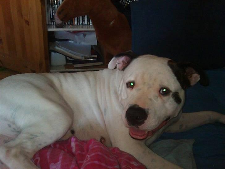 Amerikansk bulldog Berta - hygge i sengen billede 4