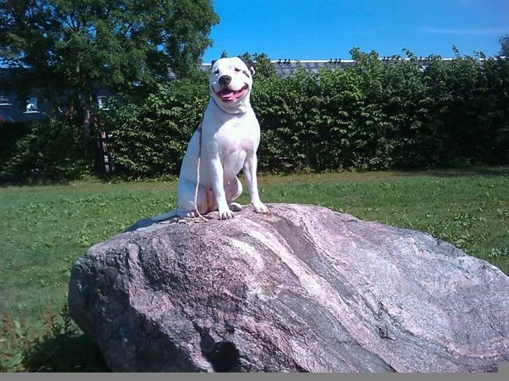 Amerikansk bulldog Berta - <3 billede 5