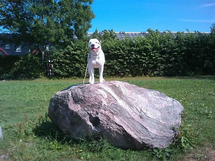 Amerikansk bulldog Berta - så dejlig hun er billede 6
