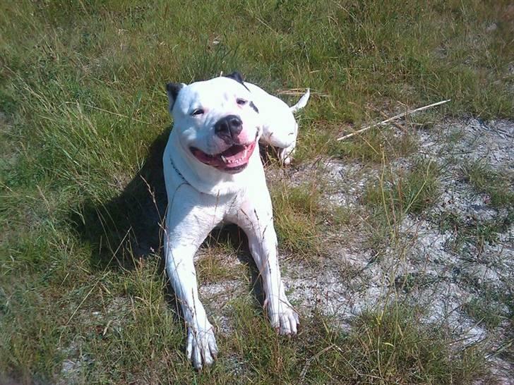 Amerikansk bulldog Berta - Big smile<3 billede 7