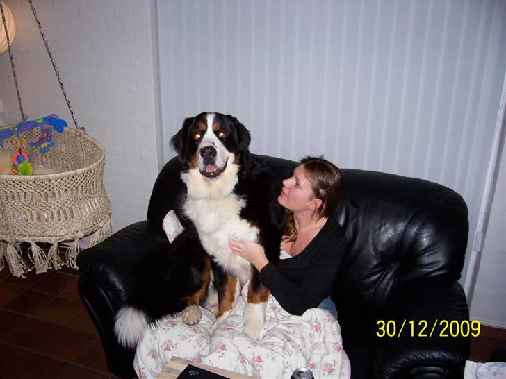 Berner sennenhund Muffe billede 8