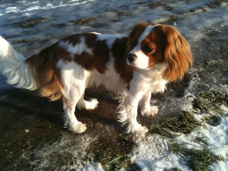 Cavalier king charles spaniel Freja - sidste nye billede af musen taget på en dejlig solskinds vinter dag billede 12