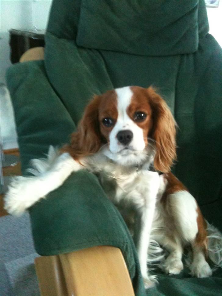 Cavalier king charles spaniel Freja - ja hvad er bedre end en hviler i stolen, efter en lang gå tur? billede 13