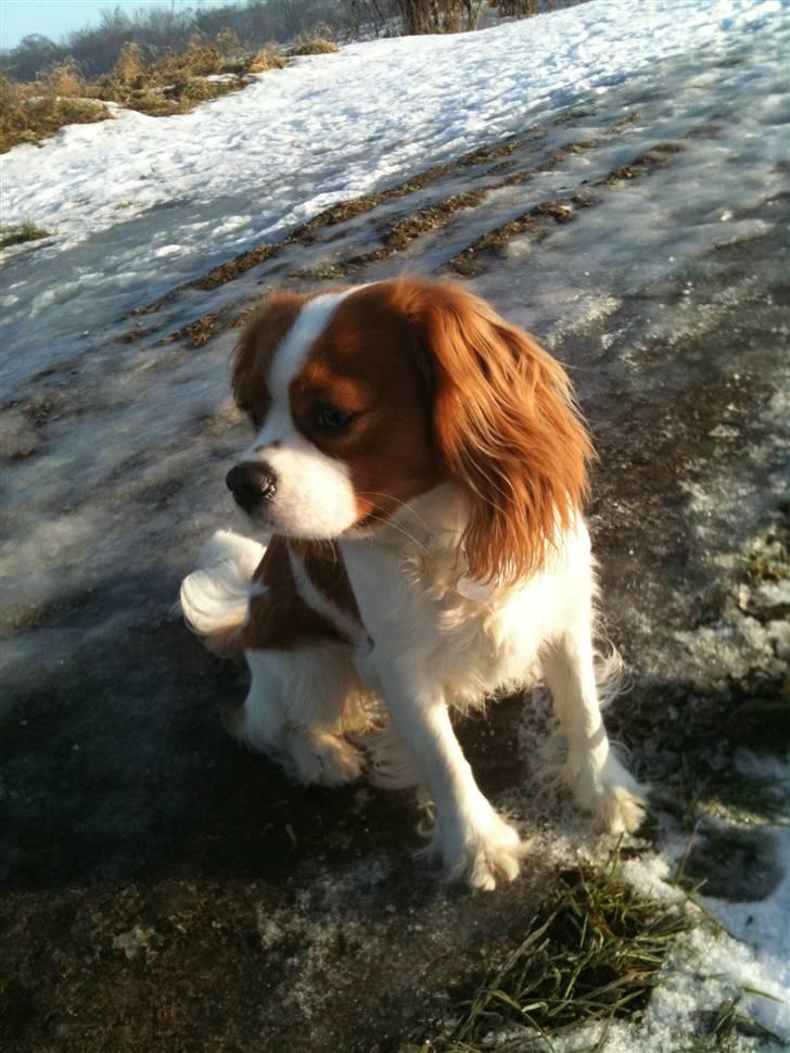 Cavalier king charles spaniel Freja billede 14