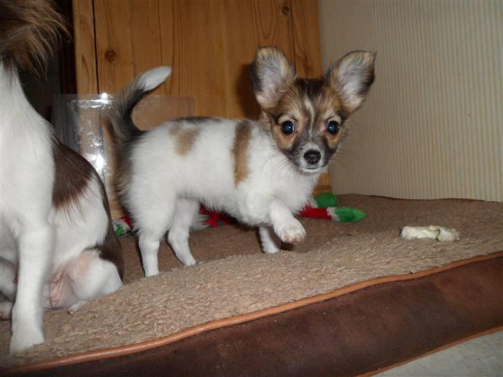 Chihuahua Victoria billede 9