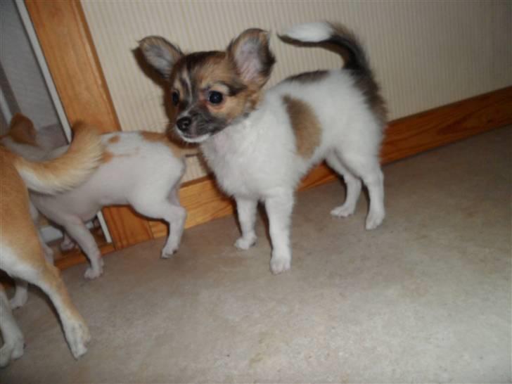 Chihuahua Victoria billede 10