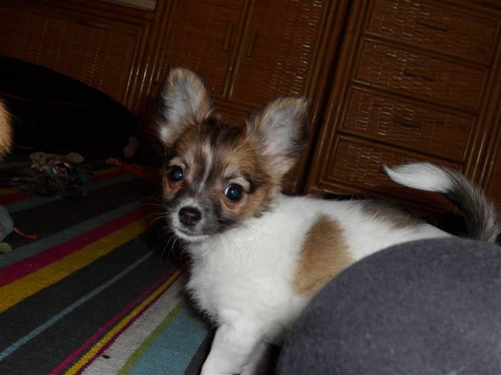 Chihuahua Victoria billede 11