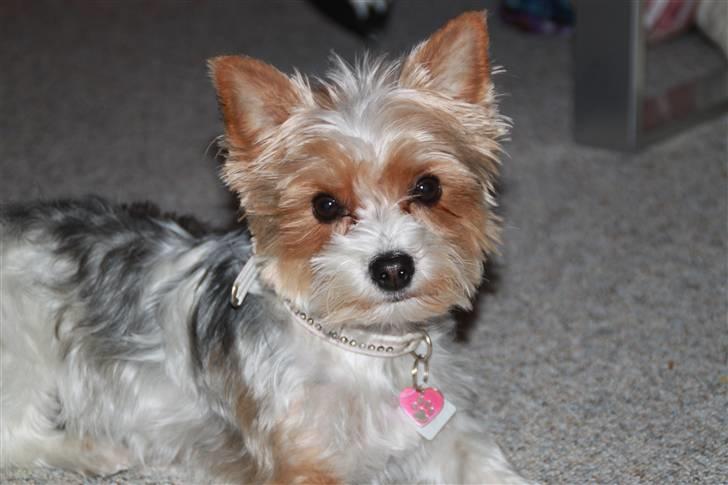 Biewer yorkshire terrier Lulu - Lulu <33 billede 5