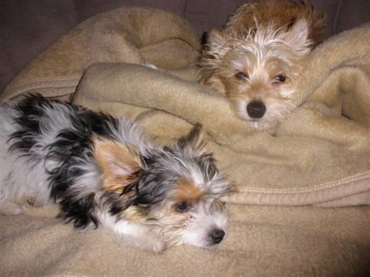 Biewer yorkshire terrier Lulu - Lulu<3 og Louis<3 billede 7