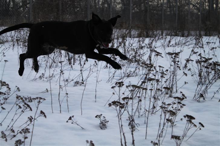 Blanding af racer Tjalfe - It´s The Flying Super Dog! Januar 2011 billede 20