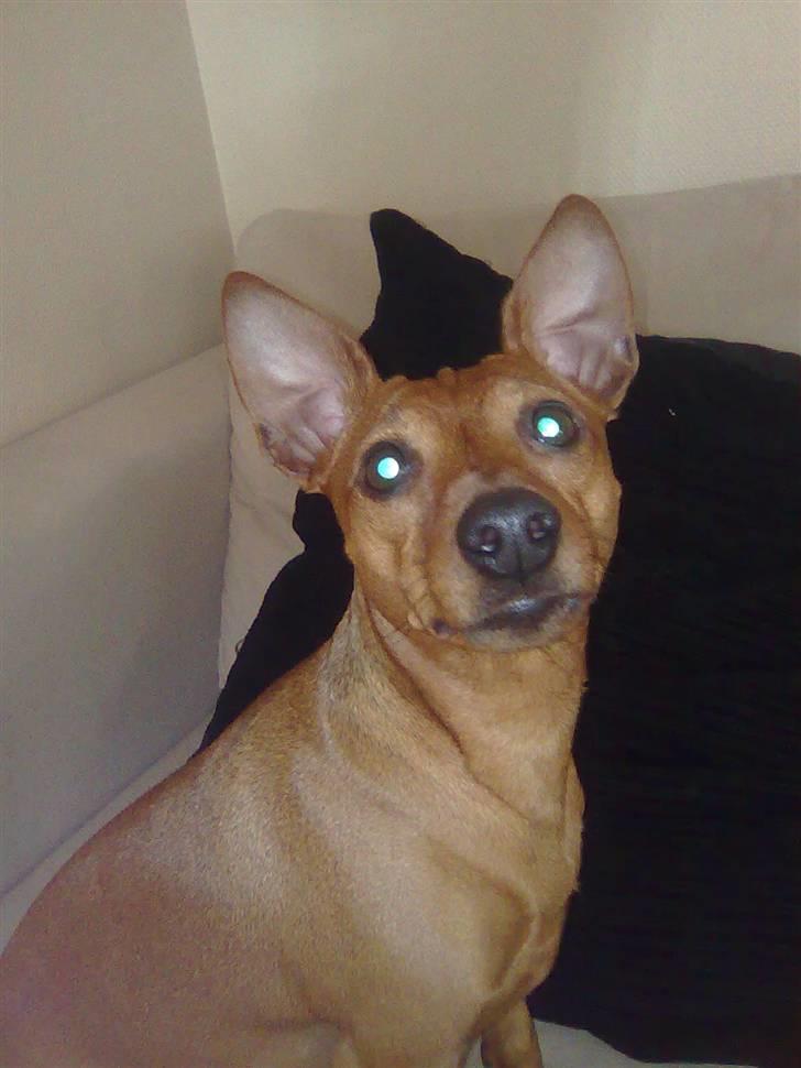 Dvaergpinscher Chanti billede 18