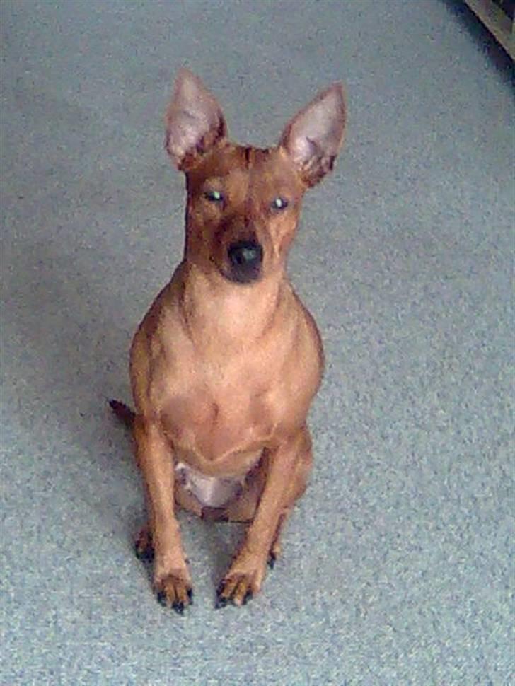 Dvaergpinscher Chanti billede 19