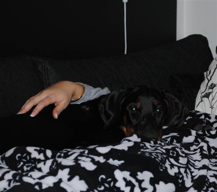 Dobermann Sitta billede 2