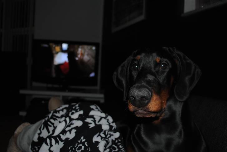 Dobermann Sitta billede 3