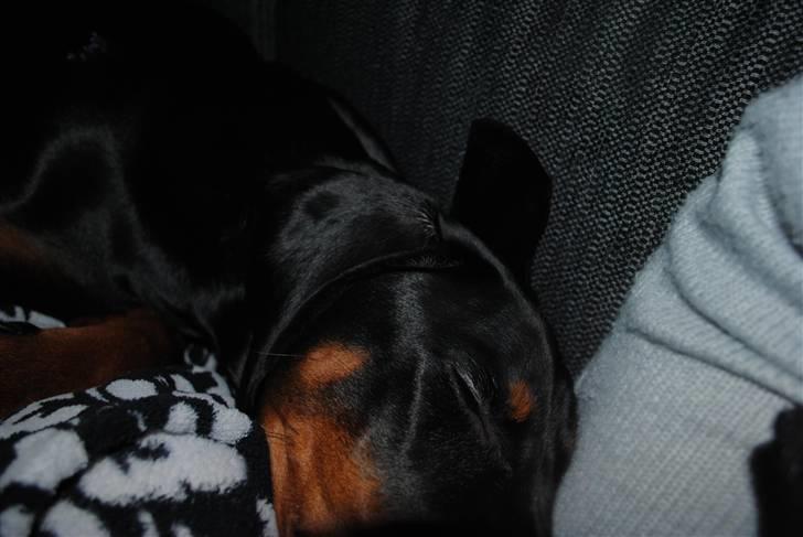 Dobermann Sitta billede 4