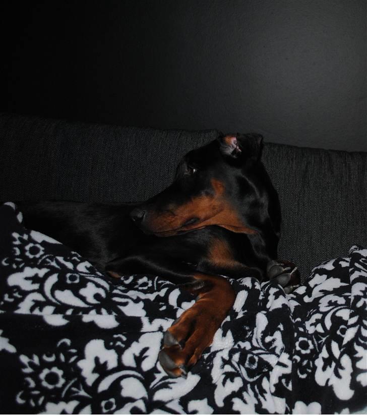 Dobermann Sitta billede 5