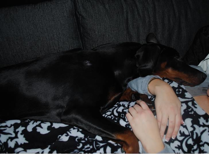 Dobermann Sitta billede 6