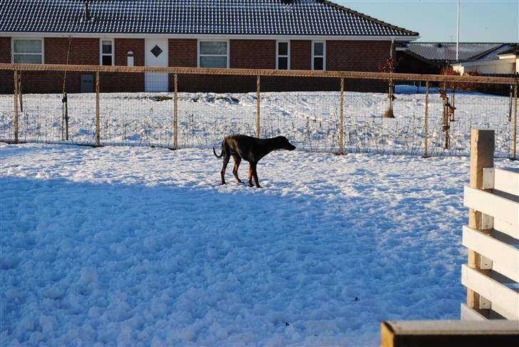 Dobermann Sitta billede 7